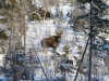 Moose