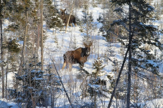 Moose