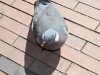 smallIMG_4127
